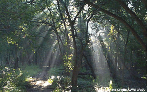 Daylight streams through a shaded tree canopy and onto the forest floor below.